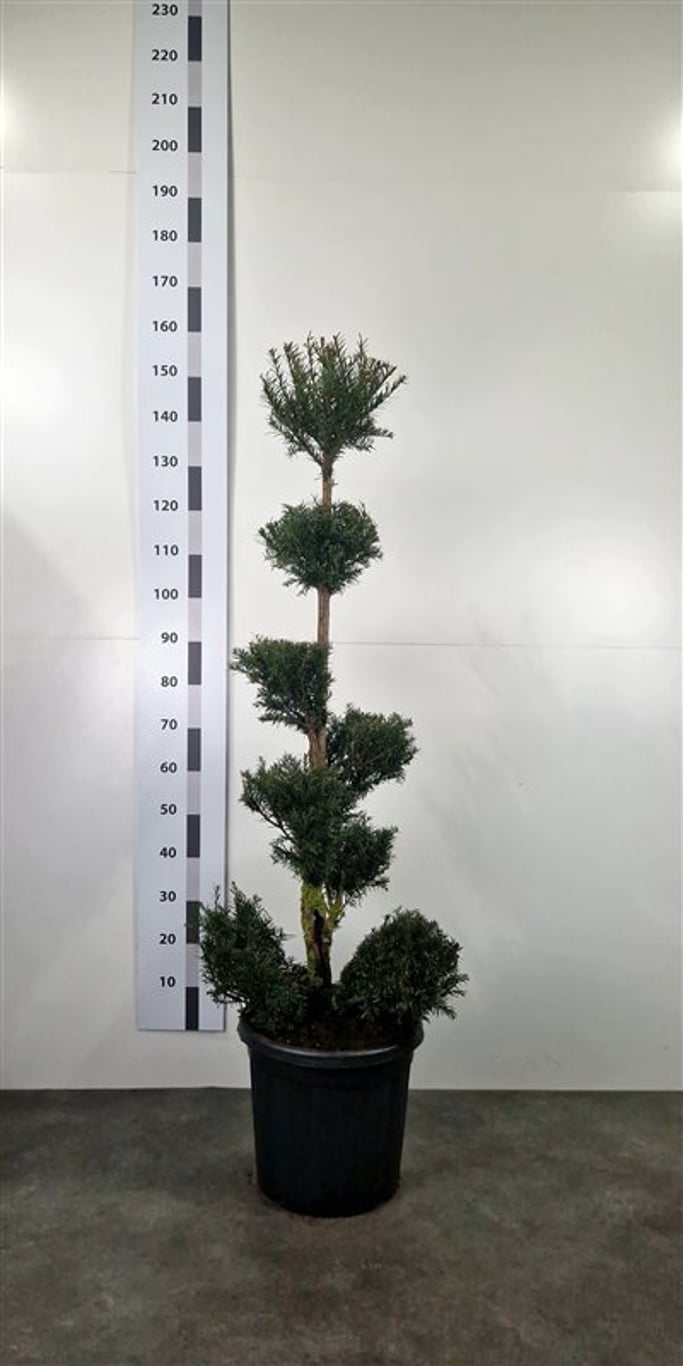 Taxus baccata - 120-140 CM PonPon Cont.